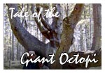 Tale of the Giant Octopi postcard