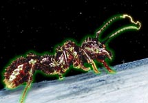 Alien Ant photo