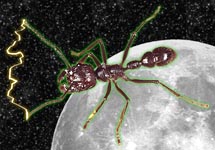 Alien Ant photo